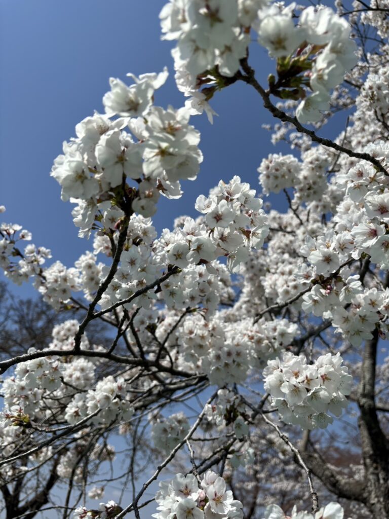 桜花見